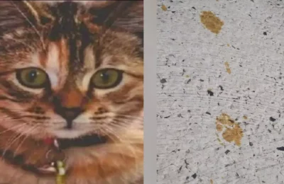  एक बिल्ली के कारण हाई अलर्ट पर जापान का ये शहर, जानिए क्या है पूरा मामला