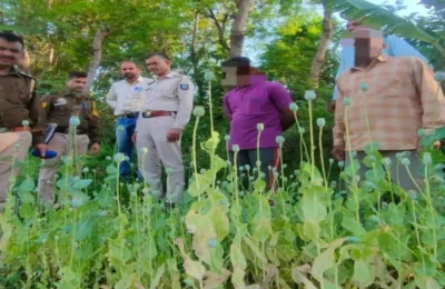 सिरमौर में हो रही थी अफीम की खेती, मौके पर पुलिस ने पाए 5000 पौधे; एक गिरफ्तार