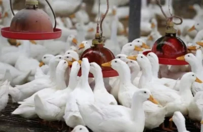 अमेरिका के बाहर गायों में बर्ड फ्लू फैलने का खतरा, वायरस को लेकर WHO ने दिया ये बयान