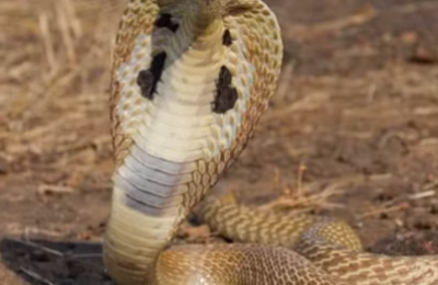 उत्तराखंड: आईआईटी के शोधकर्ताओं ने खोजे प्राचीन विशालकाय सांप के जीवाश्म, जानिए क्यों रखा गया वासुकी नाम