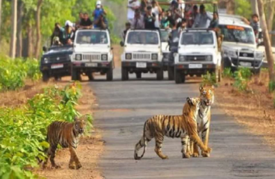 कॉर्बेट पार्क के सभी जोन में डे सफारी और नाइट स्टे गेस्ट हाउस 31 मई तक फुल, पर्यटन कारोबारियों के खिले चेहरे