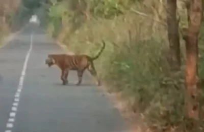 दहशत के साथ रोमांच भरा नजारा, स्कूल बस के सामने आया बाघ सड़क पर घूमने लगा, तो ड्राइवर ने किया ये काम