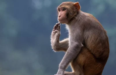 अलीगढ़ की चीनी मिल में अधिकारियों को पता चली बड़ी गड़बड़ी, मांगा जवाब तो कर्मचारियों ने जानवर को बना दिया दोषी