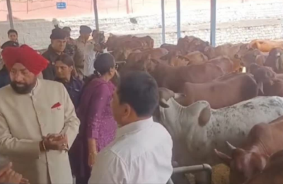 कालसी के पशु पालन प्रजनन केंद्र पहुंचे राज्यपाल गुरमीत सिंह, गायों के स्वास्थ्य के बारे में ली जानकारी