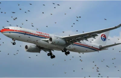 एक छोटी सी चिड़िया बड़ी फ्लाइट के लिए कैसे बन सकता है खतरनाक? इमरजेंसी लैंडिंग की आ जाती है नौबत