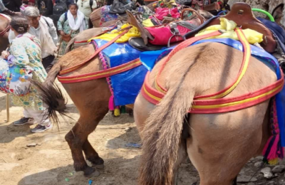 केदारनाथ में निर्माण सामग्री और राशन ढोने वाले घोड़े-खच्चर ढो रहे श्रद्धालु, प्रशासन ने लिया संज्ञान