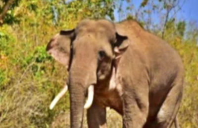 हाइवोल्टेज लाइन की चपेट में आने से हाथी की मौत, जांच में जुटा वन विभाग