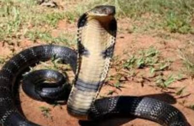 आंगन में खेल रही 6 साल की बच्ची की सांप के काटने से मौत, तीन महीने में हो चुकी आधा दर्जन लोगों की मौत