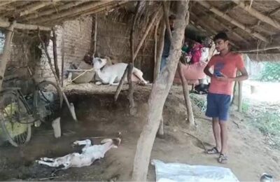 अर्जु जिले में जंगली जानवर ने बछड़े का पेट फाड़ कर उसे मौत के घाट उतार दिया