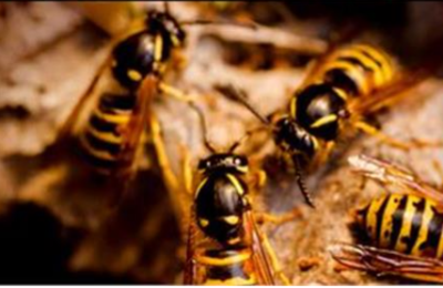 उत्तरकाशीः भाई-बहन पर ततैयों ने किया हमला, 4 वर्षीय मासूम की मौत