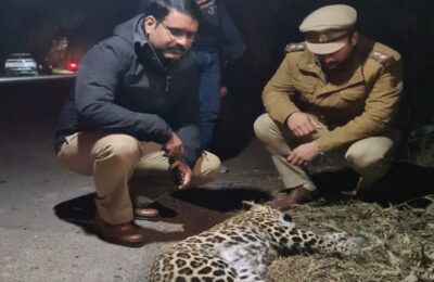 मुरादाबाद : बाइक की टक्कर से तेंदुए की मौत, बाइक सवार घायल