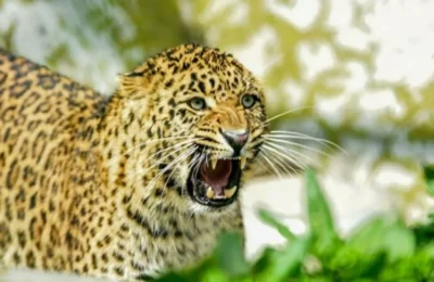 रुद्रप्रयाग आदमखोर गुलदार ने एक महिला पर किया जानलेवा हमला महिला की दर्दनाक मौत