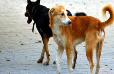 मुरादाबाद देहात क्षेत्र में खूंखार कुत्तों का आतंक 7 साल के बच्चे को कुत्तों ने नोचकर मार डाला