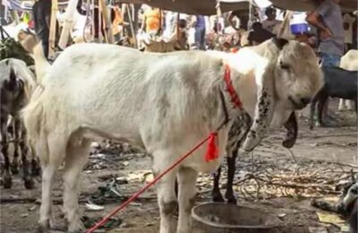 बकरीद में इन जानवरों की भूलकर भी न करें कुर्बानी