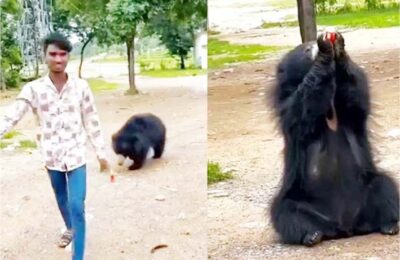 रील बनाने के चक्कर में भालू की जान से खिलवाड़, वीडियो सोशल मीडिया पर वायरल