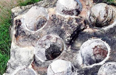 डायनासोर के जीवाश्म “लगभग पांच अंडों के सेल” को कर्मचारियों ने कचरा समझकर फेंक दिया