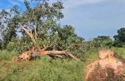 विशाल पीपल वृक्ष, जिसे ग्रामीण वर्षों से हनुमानजी का देवस्थल मानते आए थे, अज्ञात व्यक्तियों द्वारा काट दिया गया