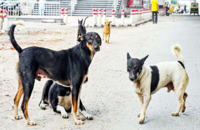 कुत्ते के काटने से मौत हुई तो राज्य सरकार देगी भारी मुआवजा, सुप्रीम कोर्ट का आदेश